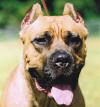 Giulietta's Photo Album